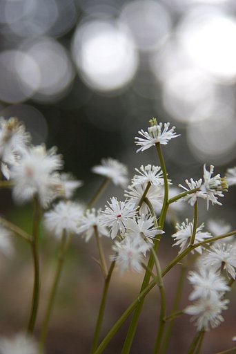 白い線香花火