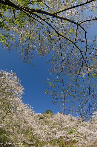 春景色
