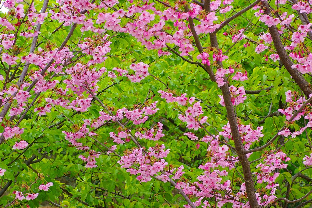 新緑を背景に