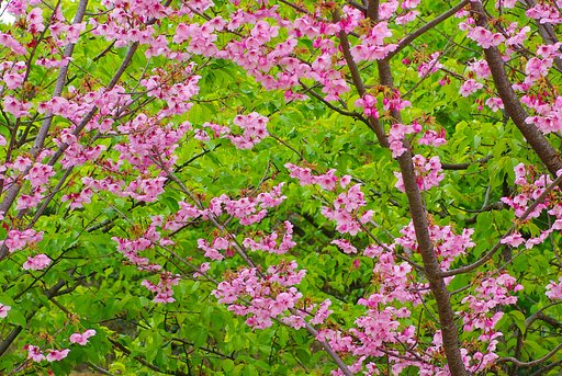 新緑を背景に
