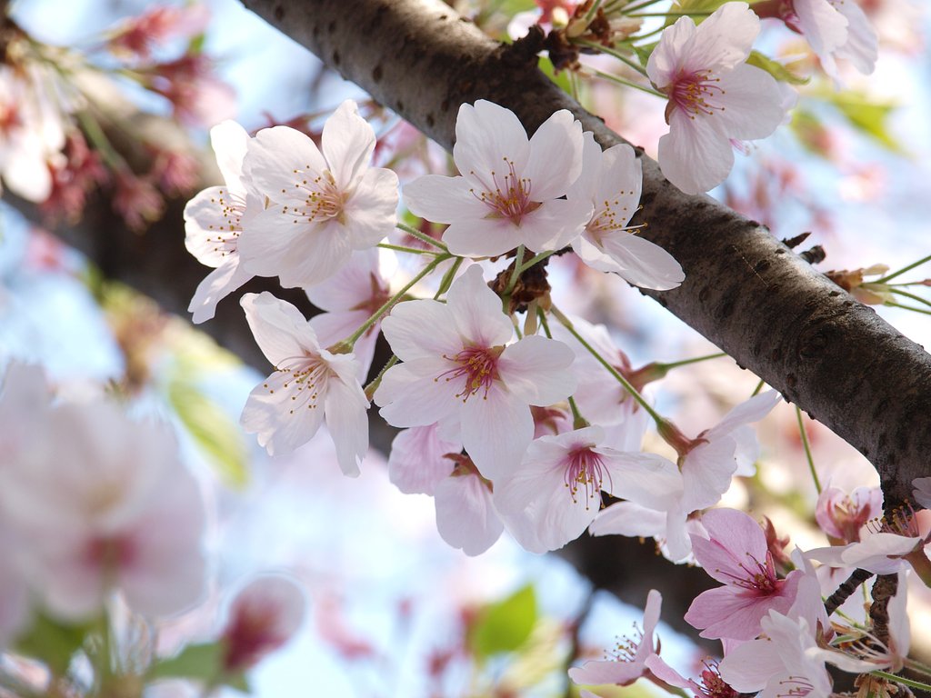 桜−終章