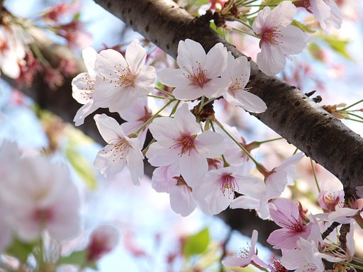 桜−終章