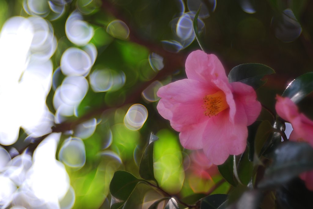 http://blogs.yahoo.co.jp/kino338/MYBLOG/yblog.html