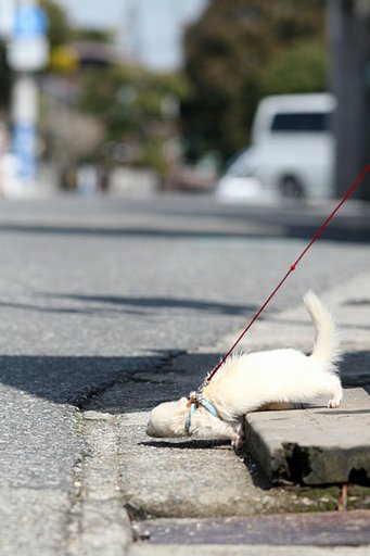 横断注意