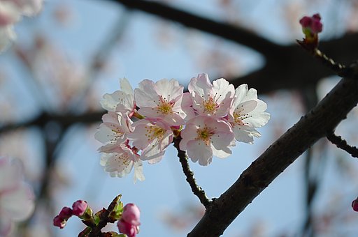 春がそこまで
