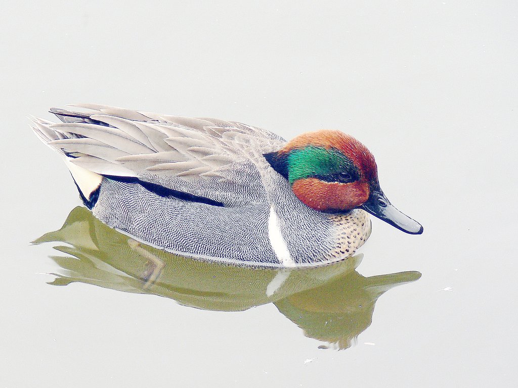 【トキメキの色】アメリカコガモ