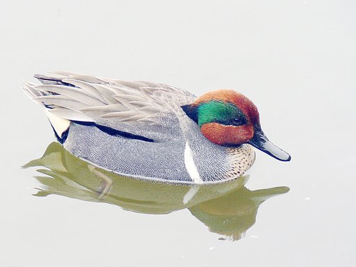 【トキメキの色】アメリカコガモ