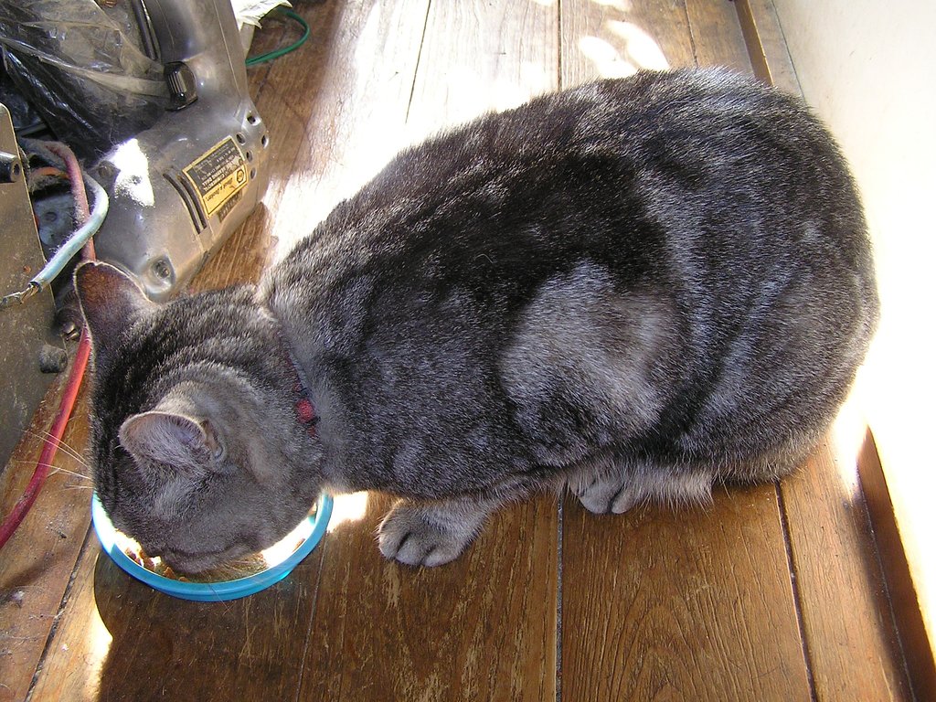 お昼ご飯