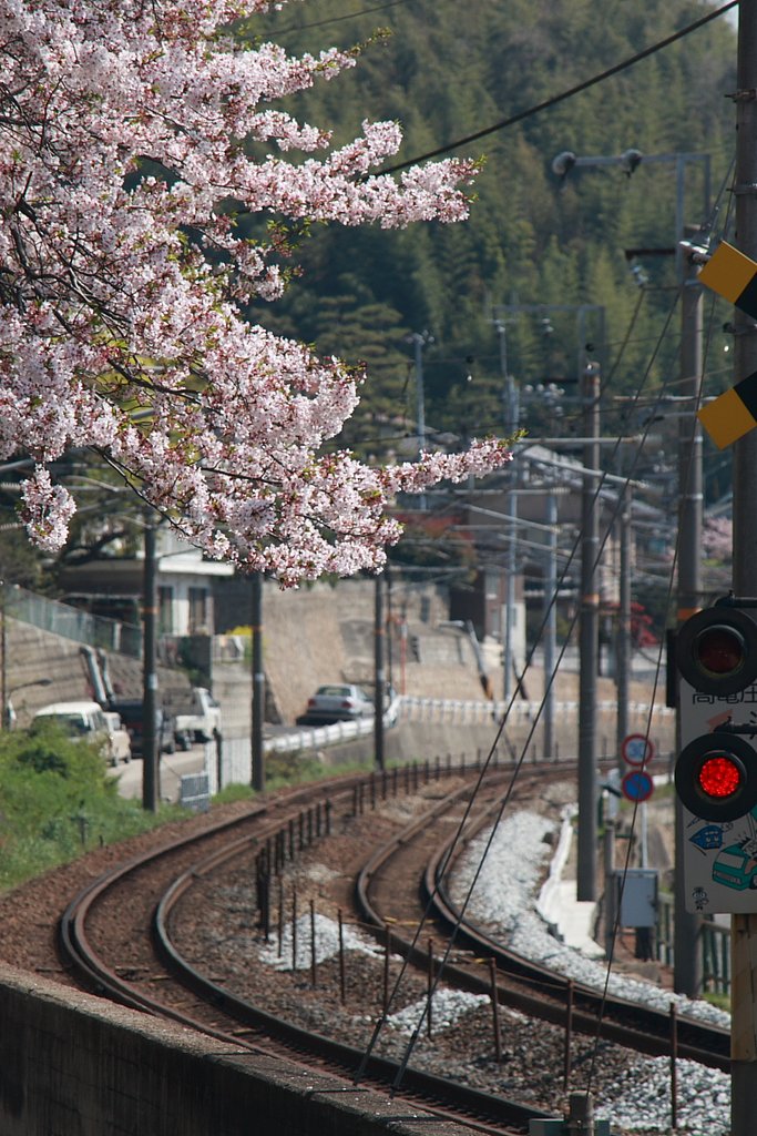 踏切と桜