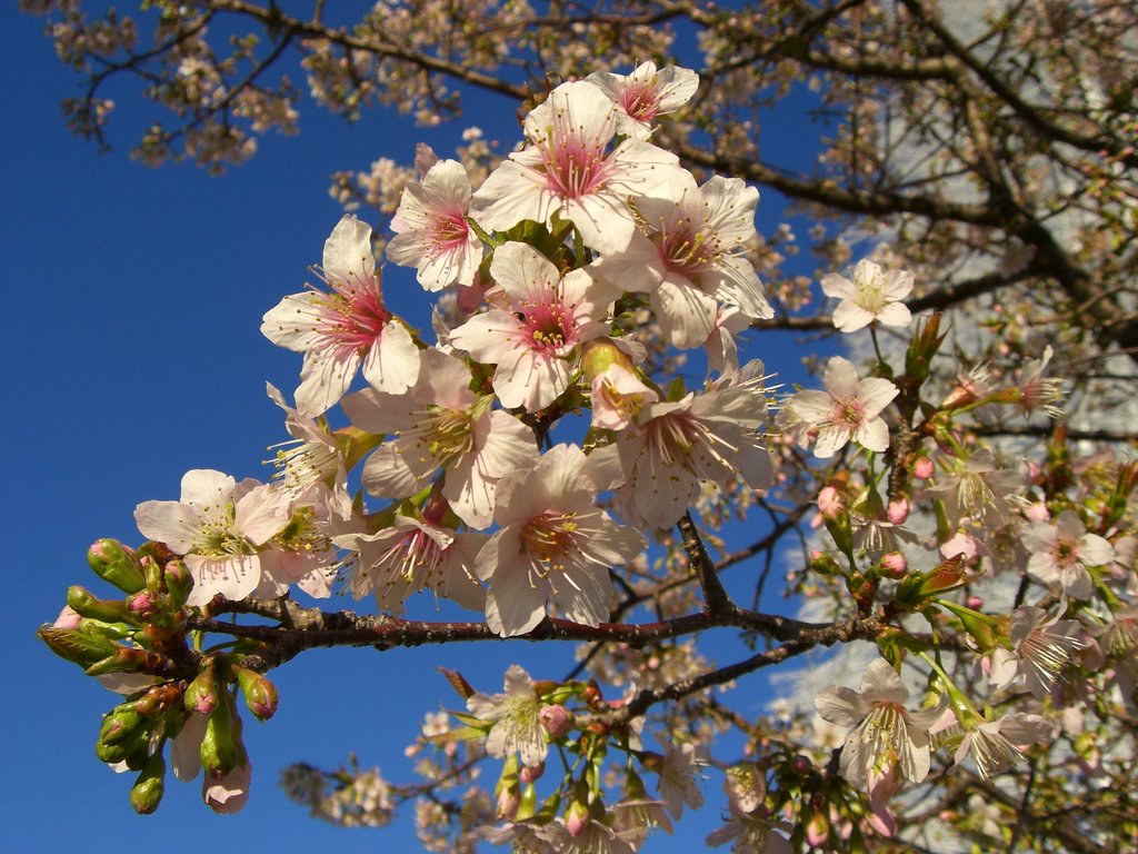 ‘ヒマラヤ桜’満開