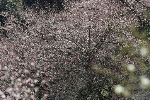 「雪のようにも見えたりします。」○