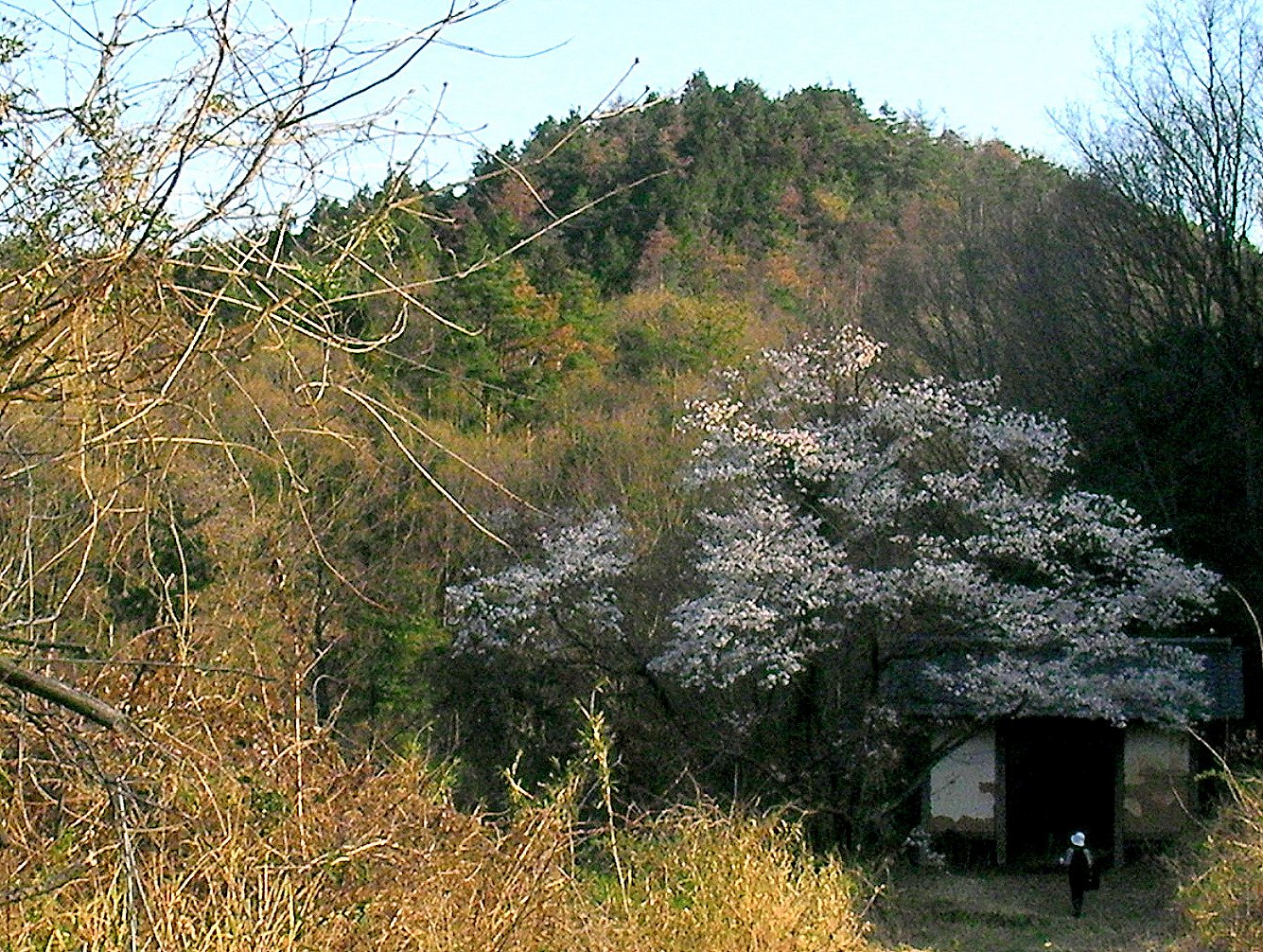 満開の桜の下で