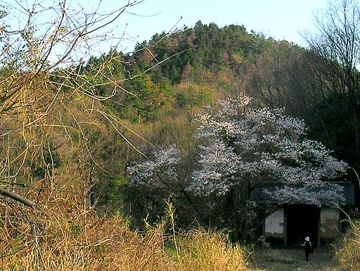 満開の桜の下で