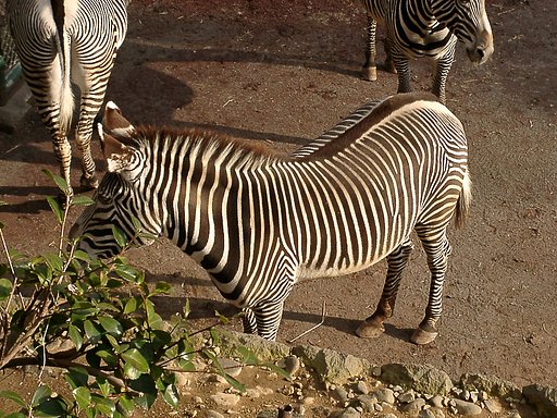 ◆冬の動物園から-47