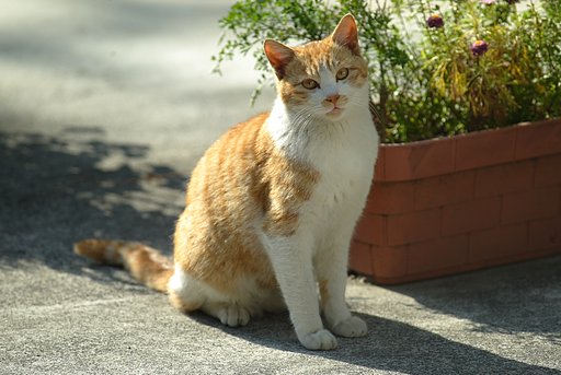 今日の猫さん