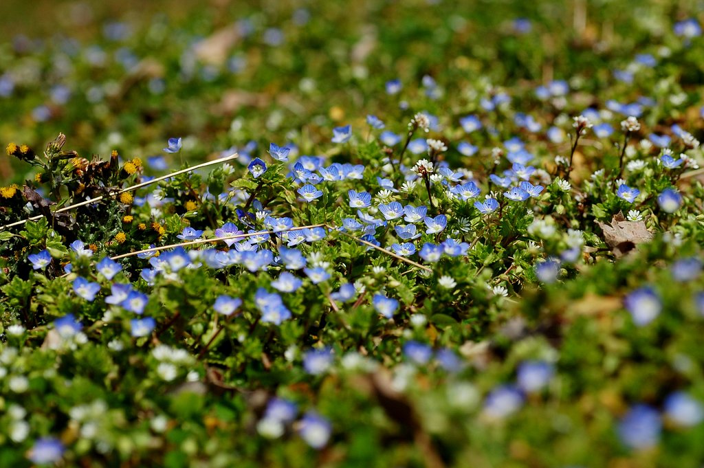 春の兆し　野の花