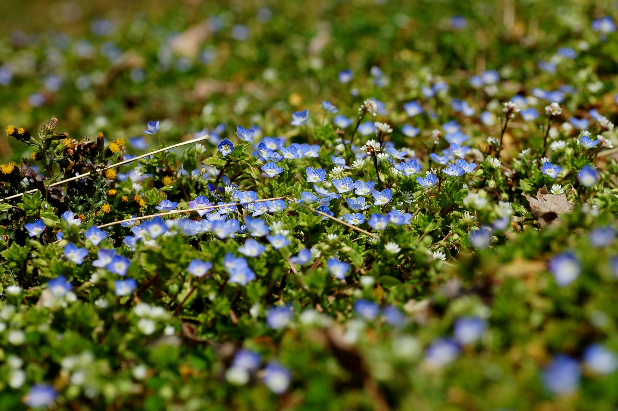 春の兆し　野の花