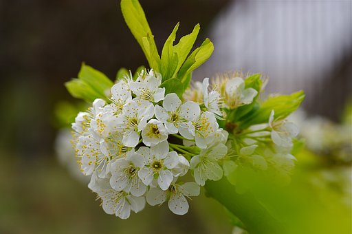 スモモの花
