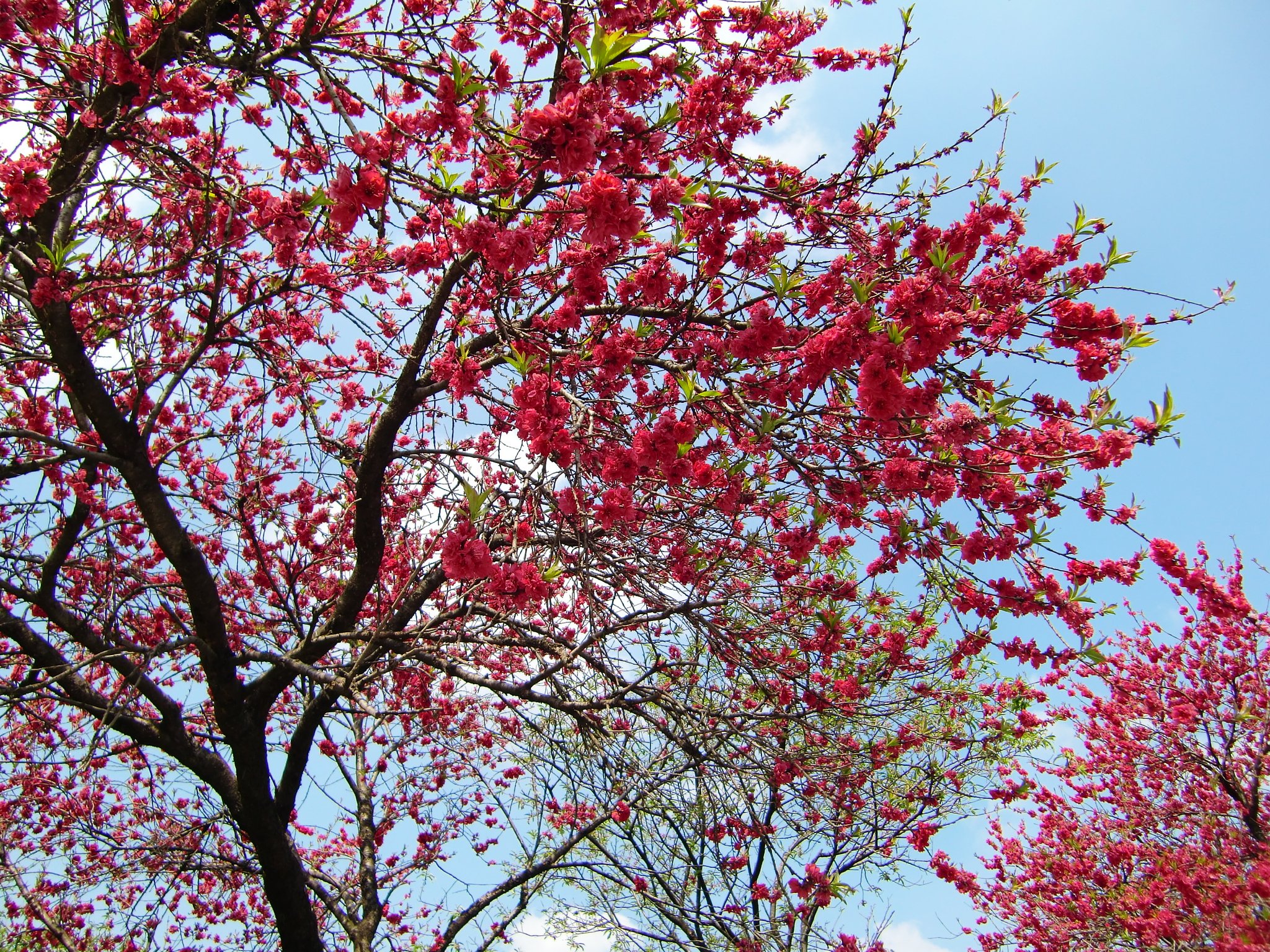 緋色の桜？？　どうやら緋桃？