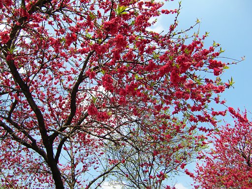 緋色の桜？？　どうやら緋桃？