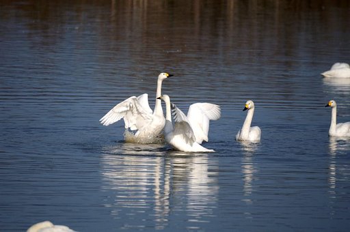 鳥様専用レンズREFLEX500〜白鳥さん