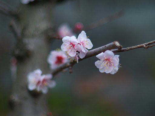 白梅