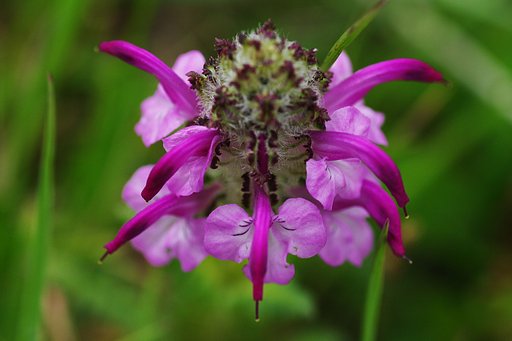 中国青海湖２