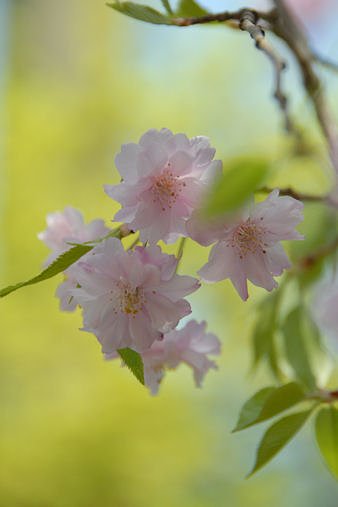 今はこの桜