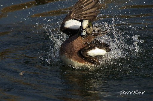 アメリカ緋鳥