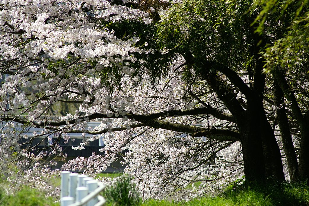 【桜】満開