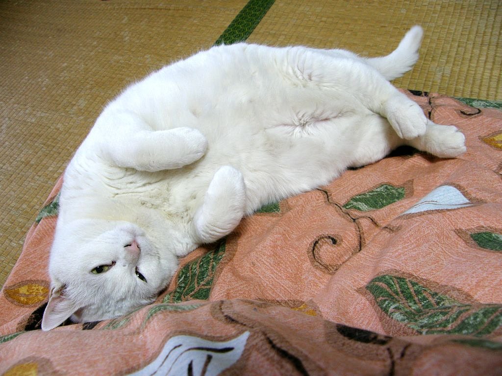 ごろごろしてます