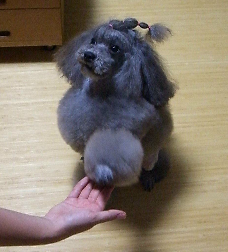 ハイ　お手　！