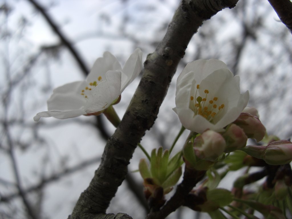 開花しました