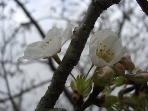 開花しました