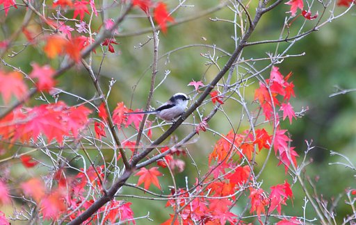 小鳥も紅葉が好き！