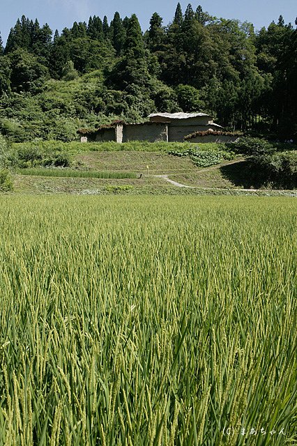 盆景−Ⅱ