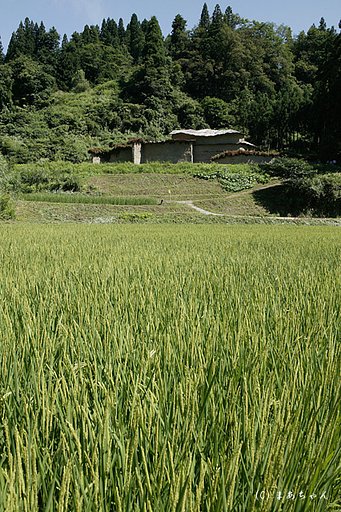 盆景−Ⅱ
