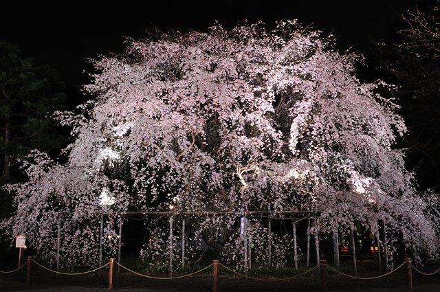 枝垂桜