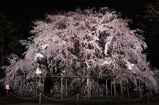 枝垂桜