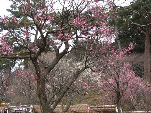 熱海梅園の「梅まつり」①