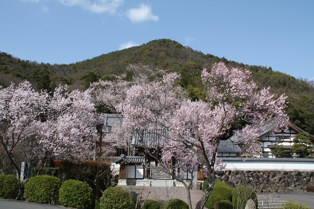 山寺の春