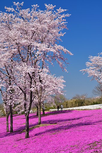 桜と芝桜の饗宴