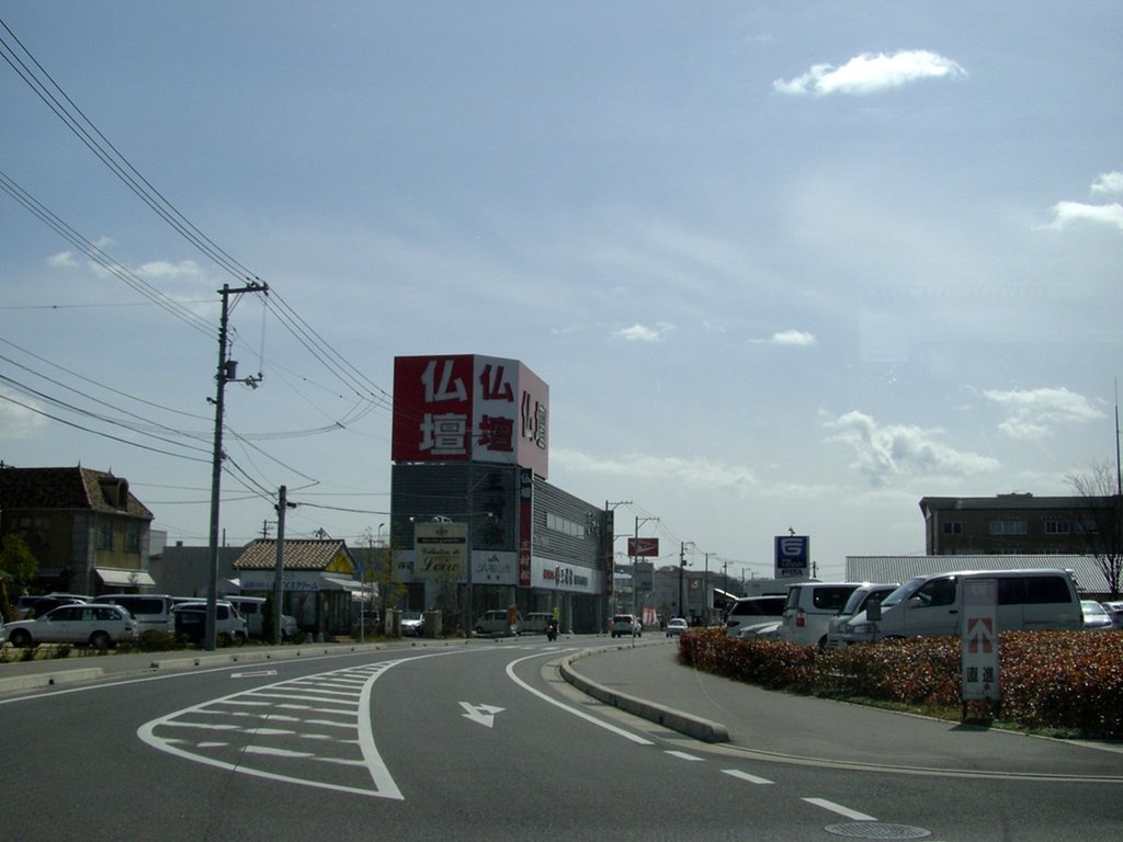 コバンザメ-その2