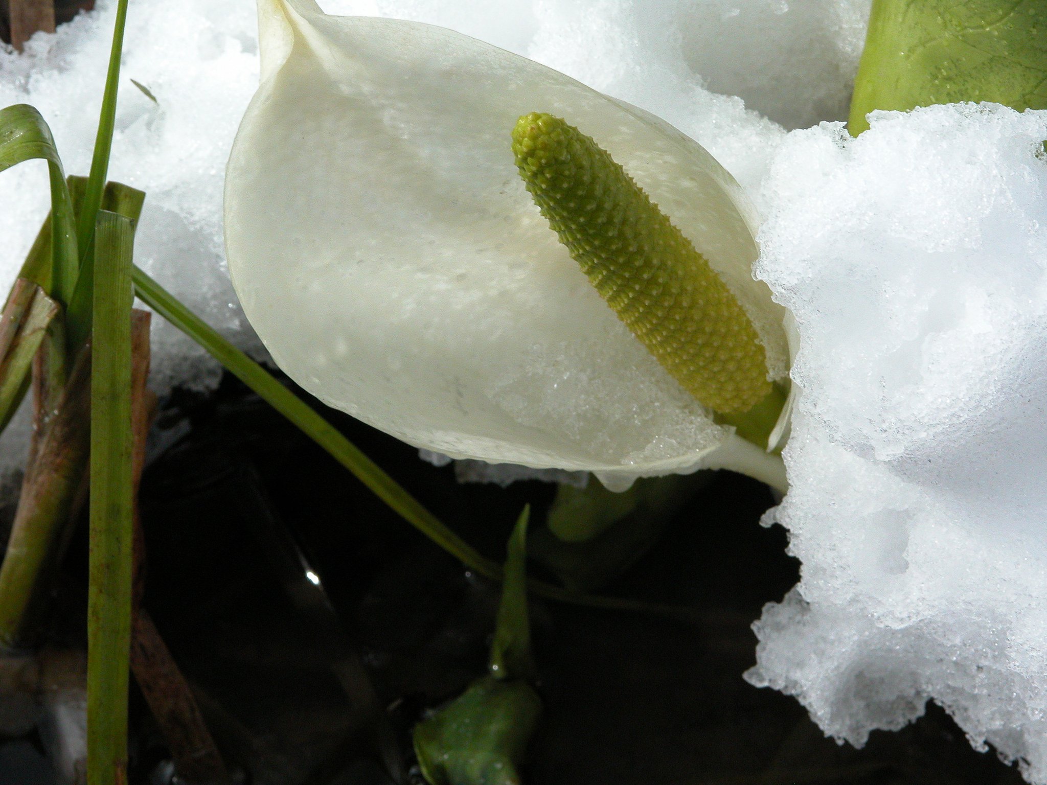 水芭蕉