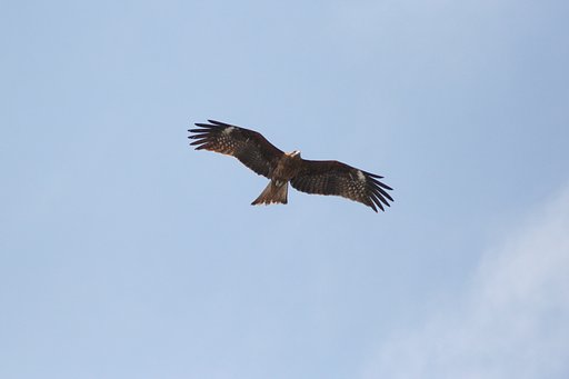鳶です！