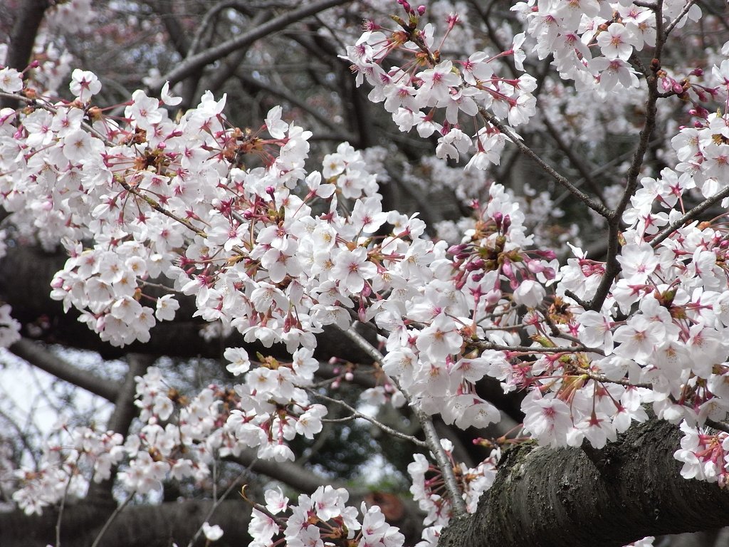 花見