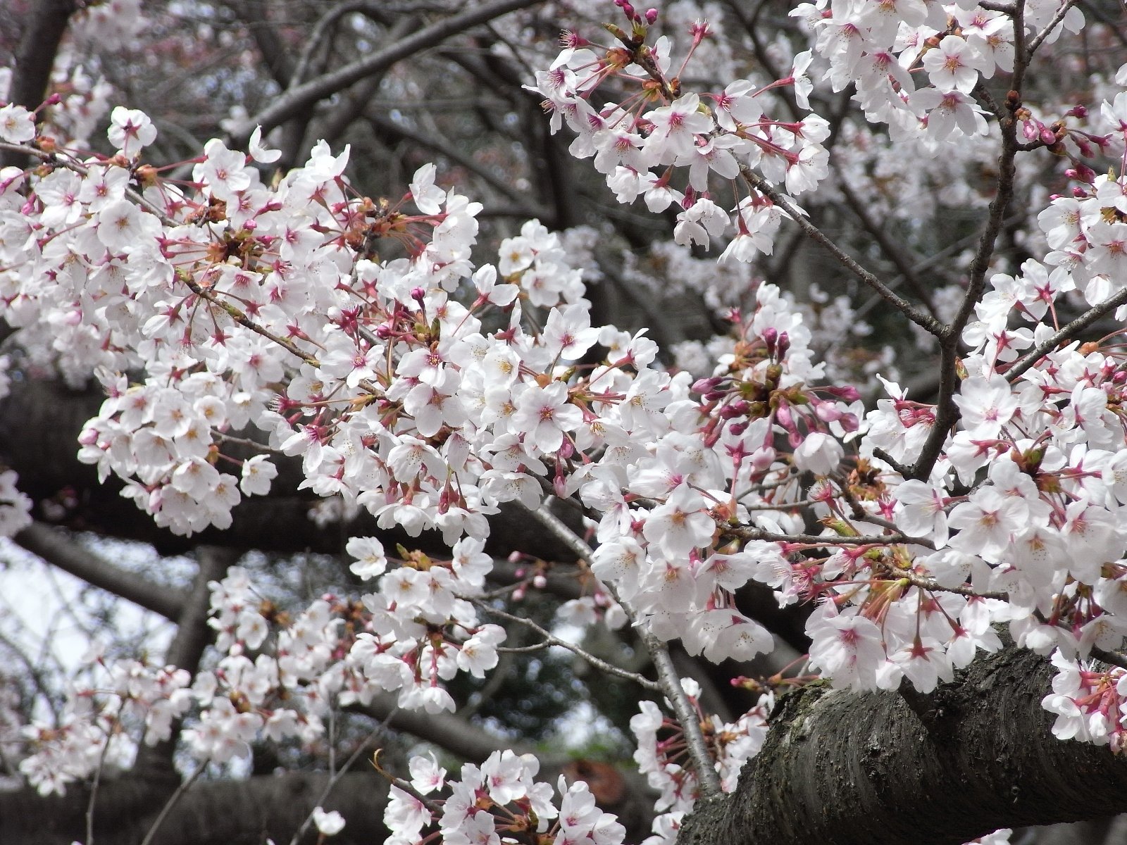 花見