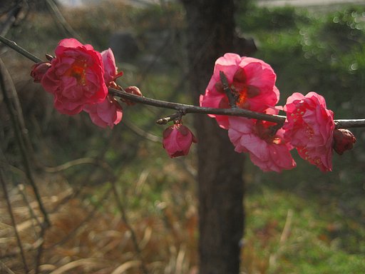 【トキメキの色】春薫りだして