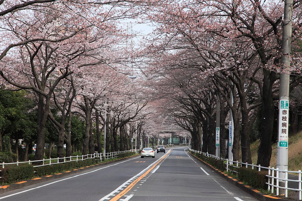 桜のトンネル