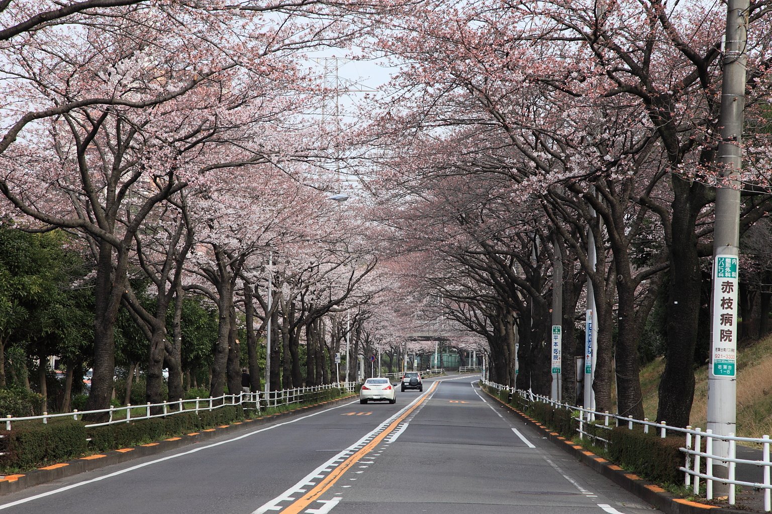 桜のトンネル